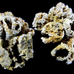 KOralowiec_Niemcy_92